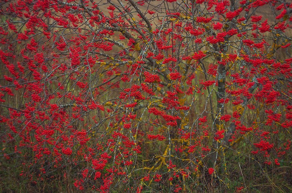 рябиновый рай