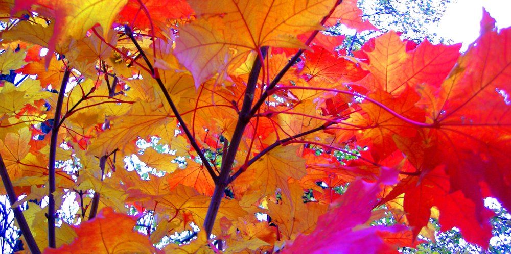 Сто оттенков красного