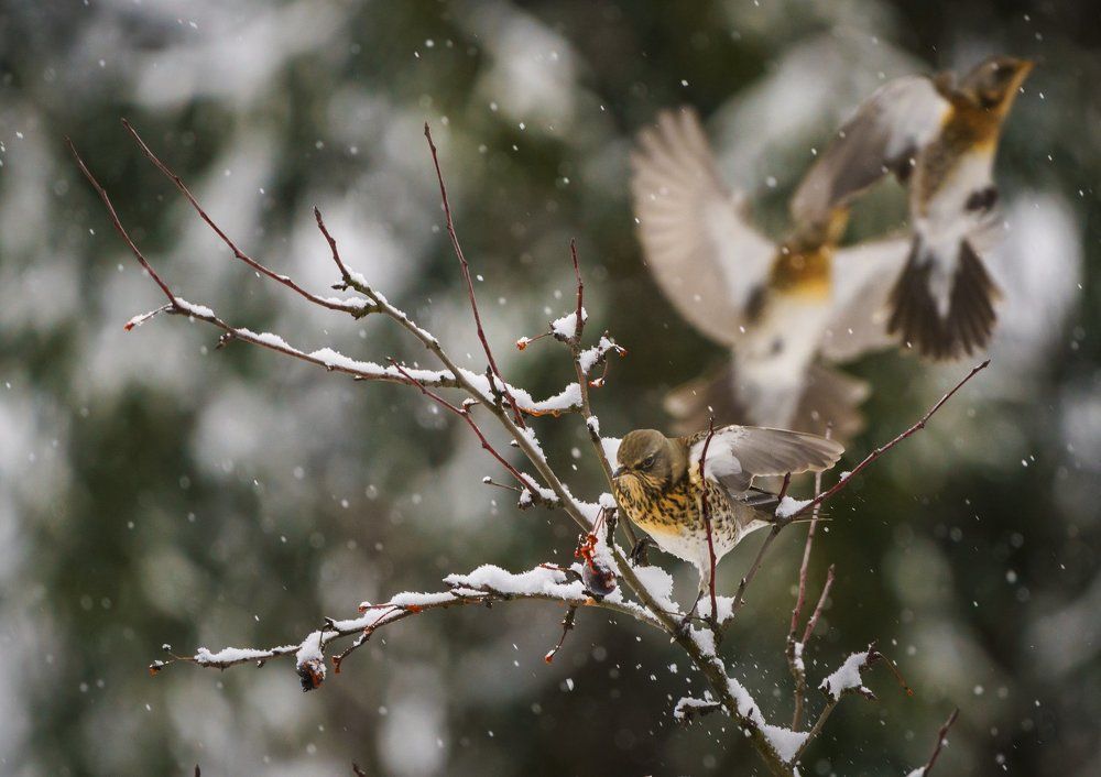 Зимняя зарисовка с дроздами