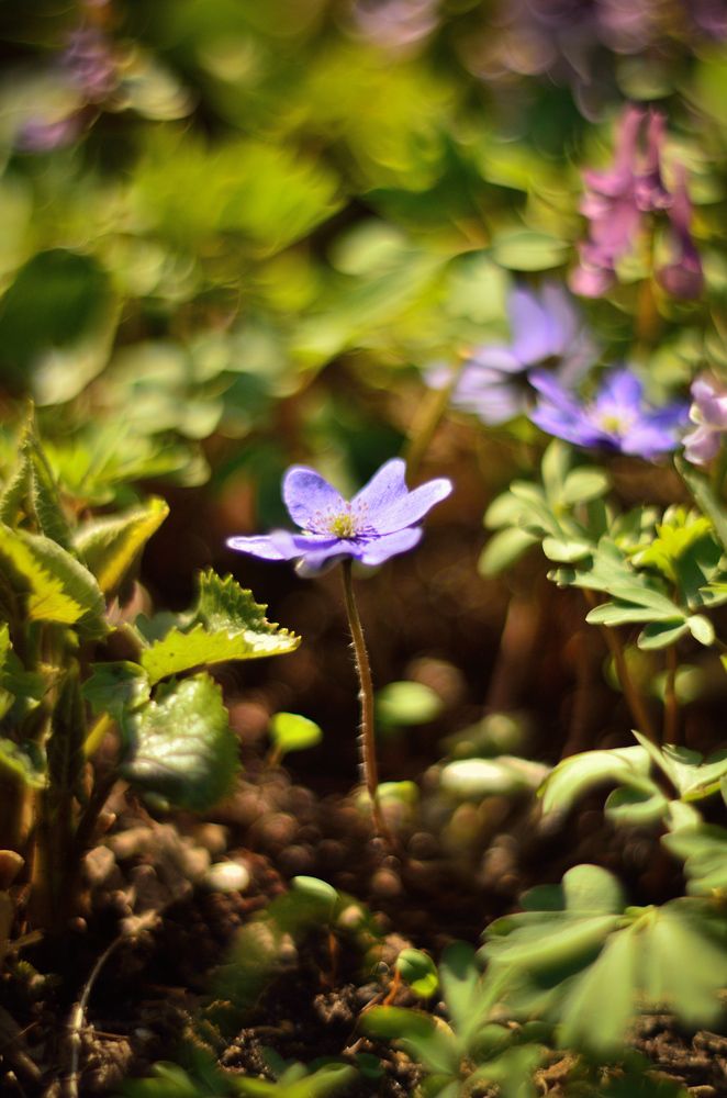 Волшебный мир первоцветов