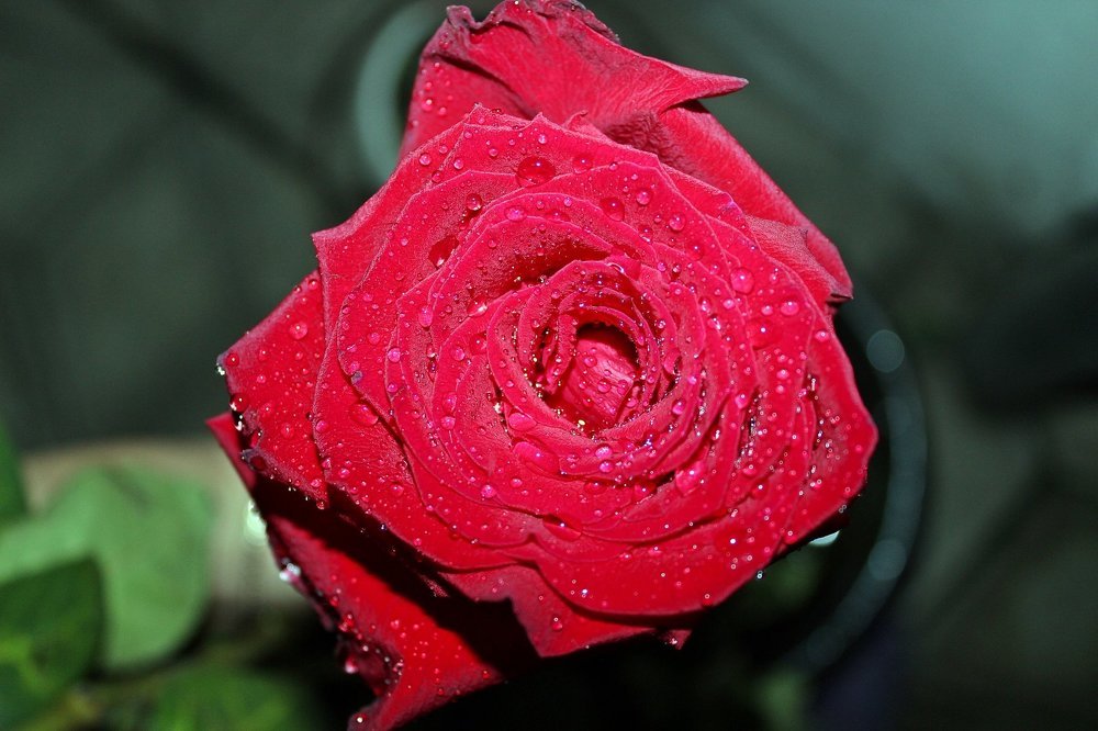 В капельках дождя