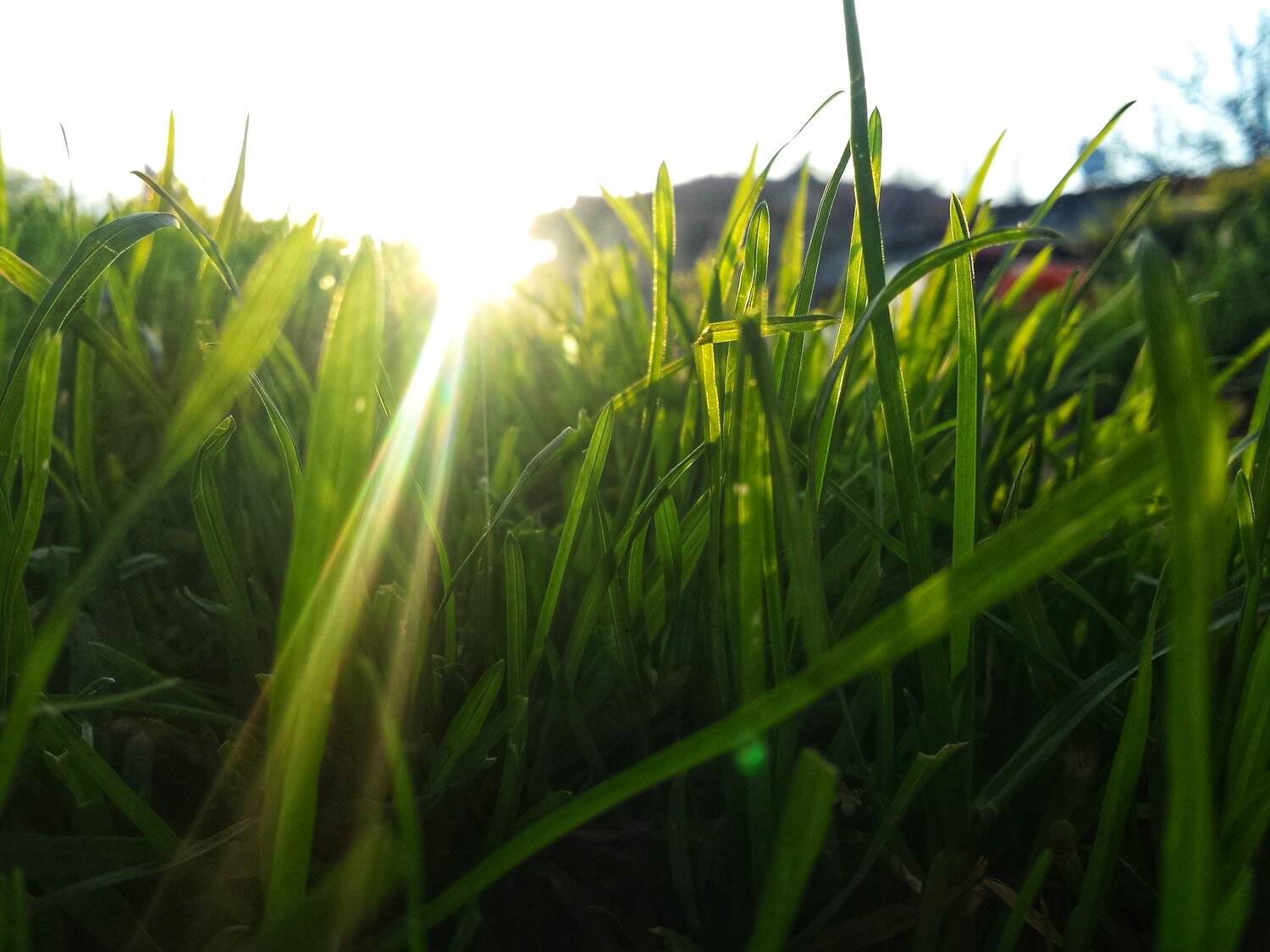 La nature perdu