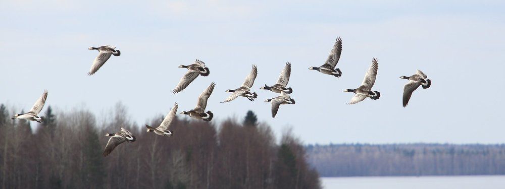 перелет казарок