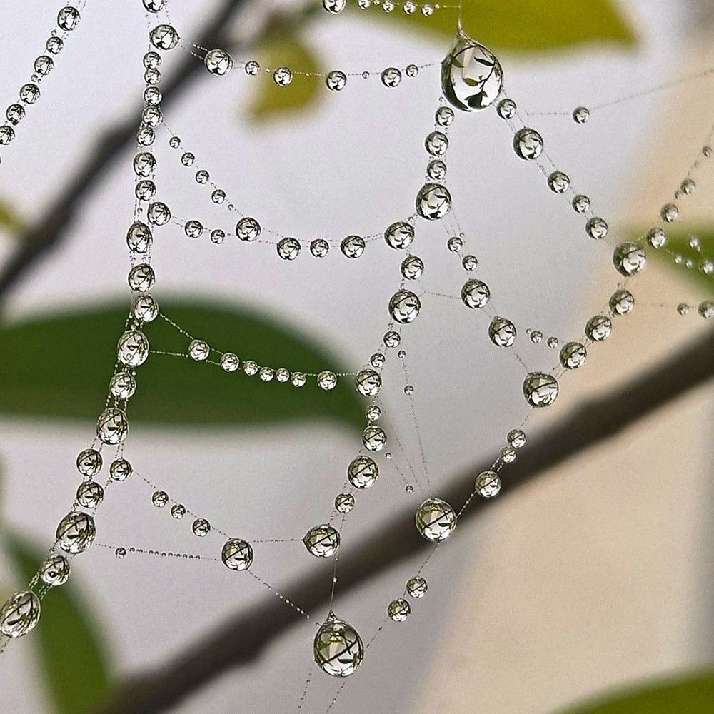 Dew drops....