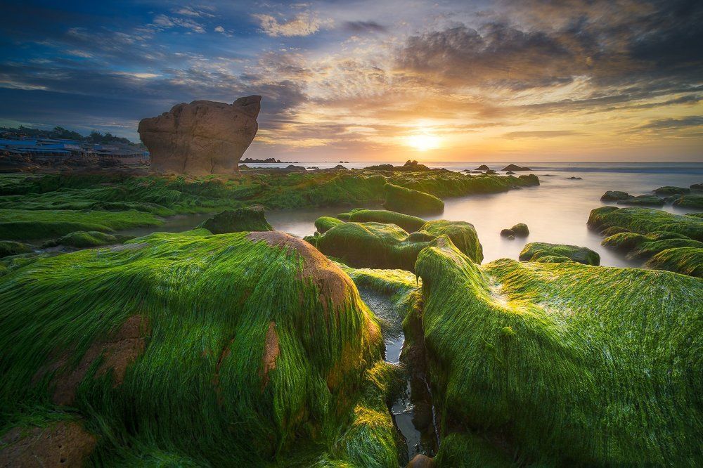 Co Thach moss in sunrise