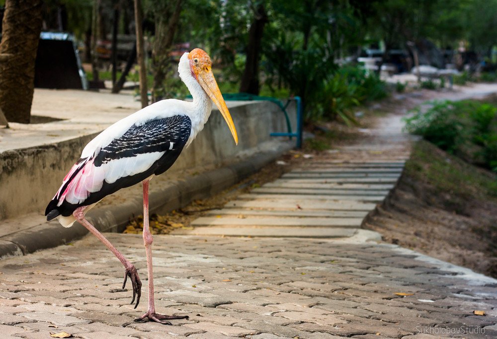 "Смотрящий"