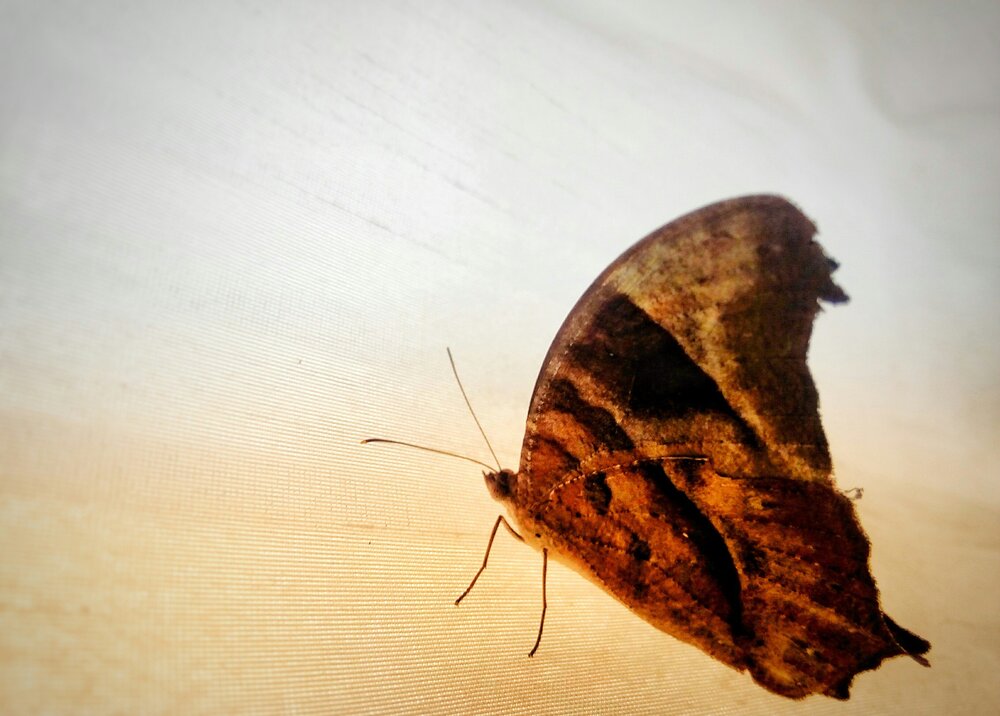 Wandering butterfly
