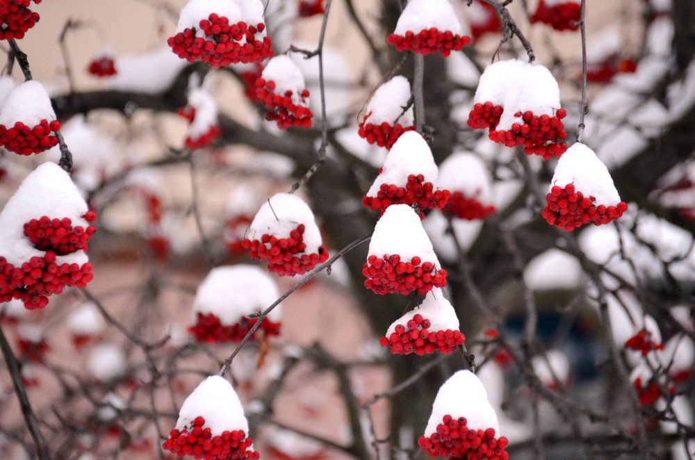 Зимняя вишня