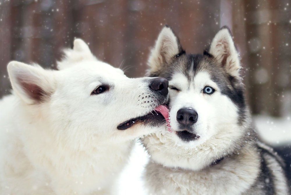 Суровая нежность