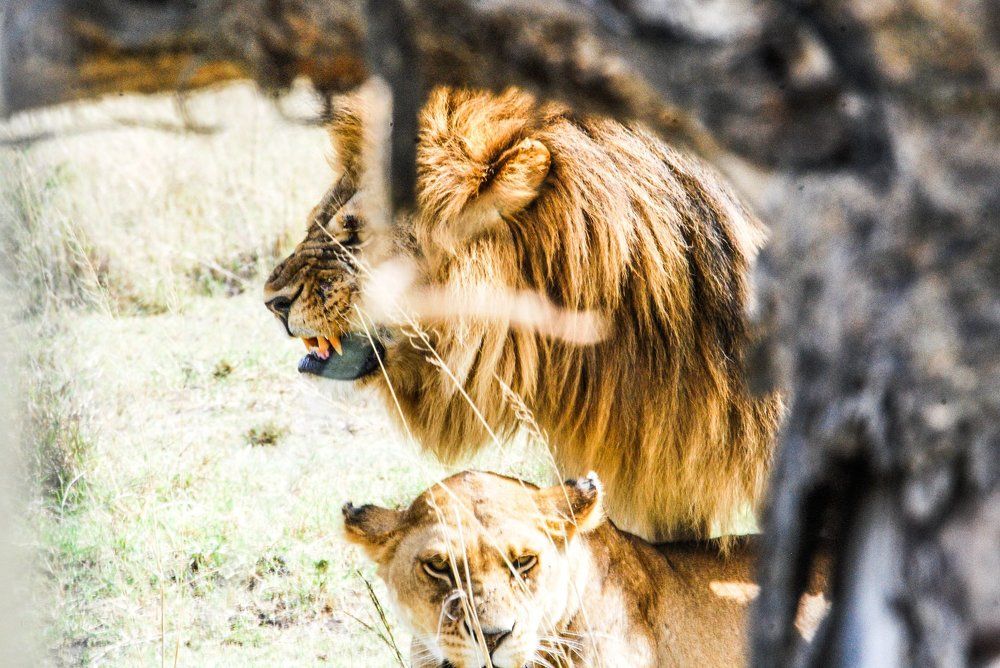 Mating lion
