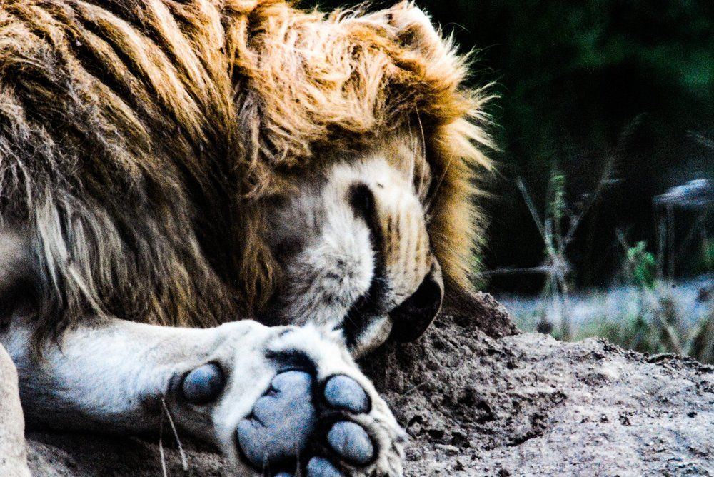 Rest lion
