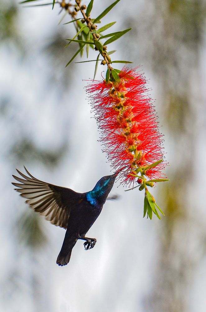 Purple Sunbird Feeding On Nectar