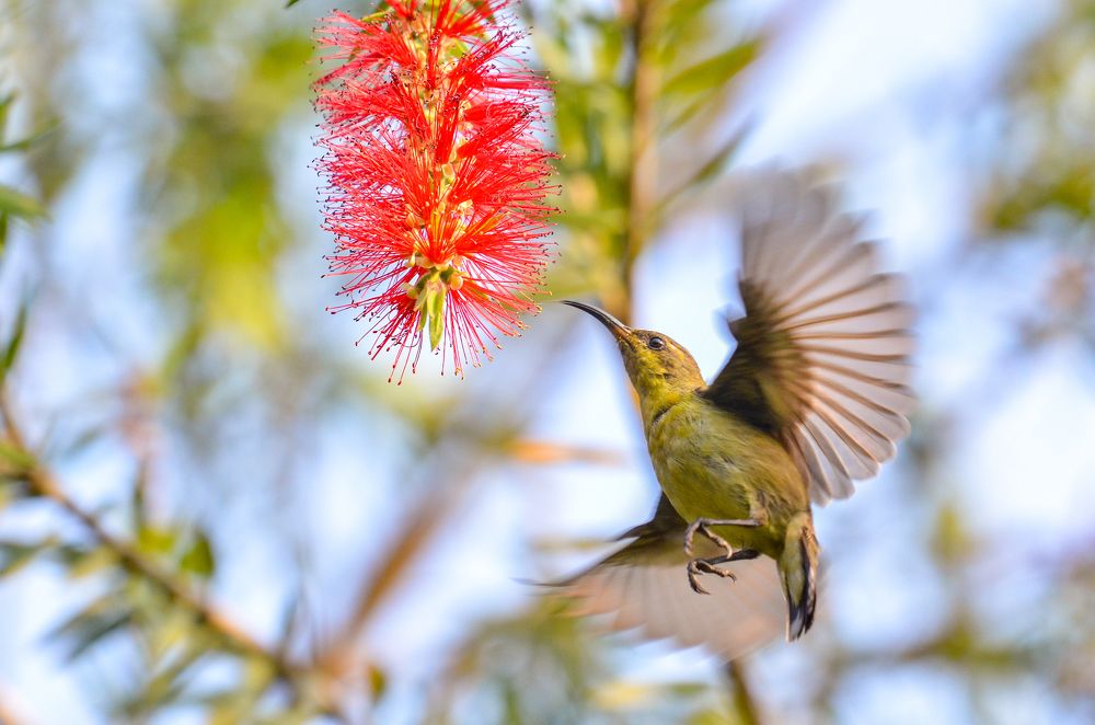 Purple Sunbird (female) Feeding On Nectar