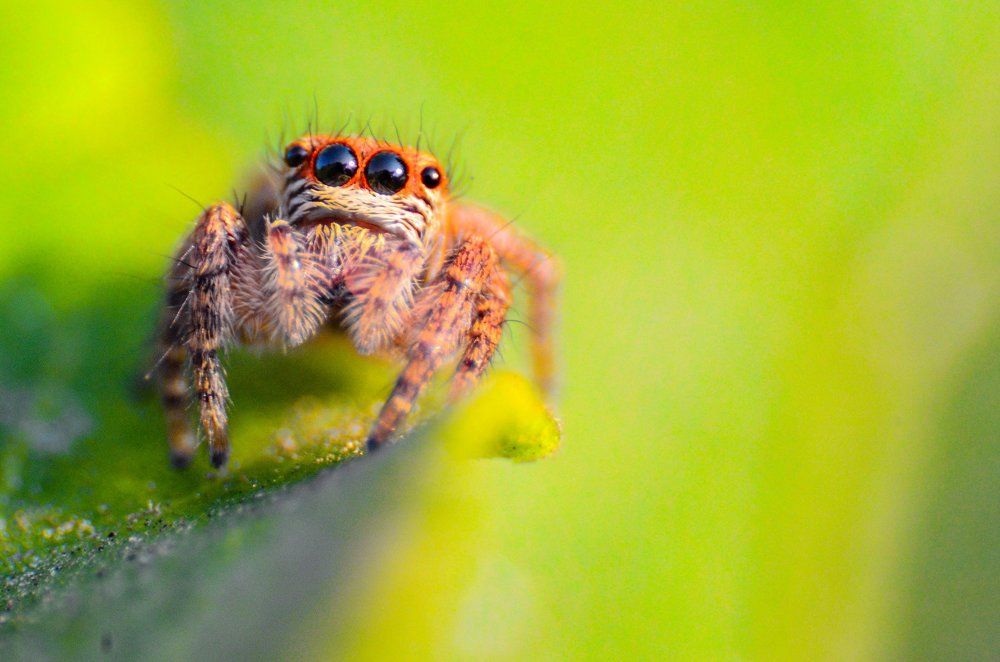 Jumping Spider