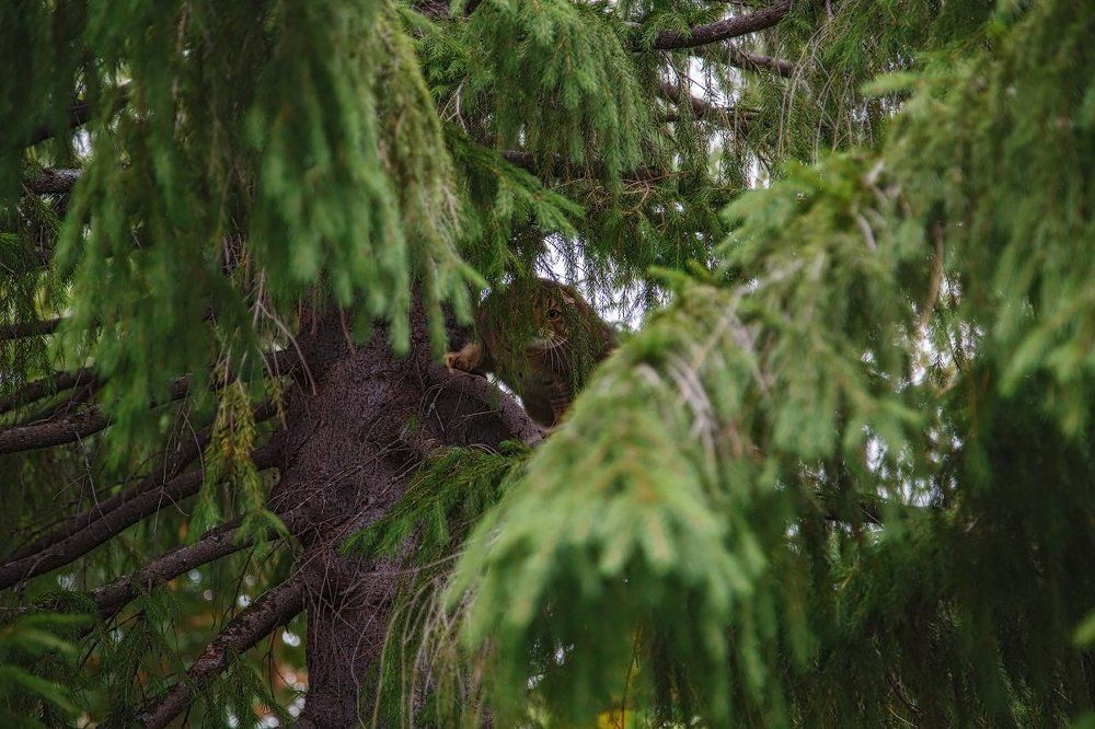 Непрошеный гость