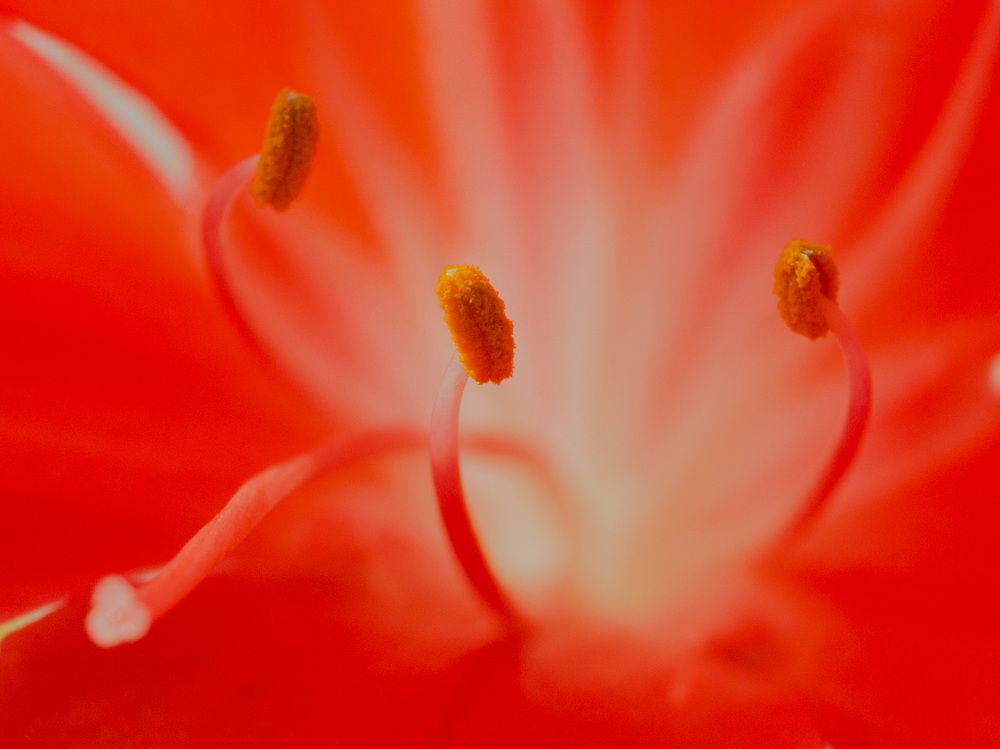 Photograph by Irina Volkova