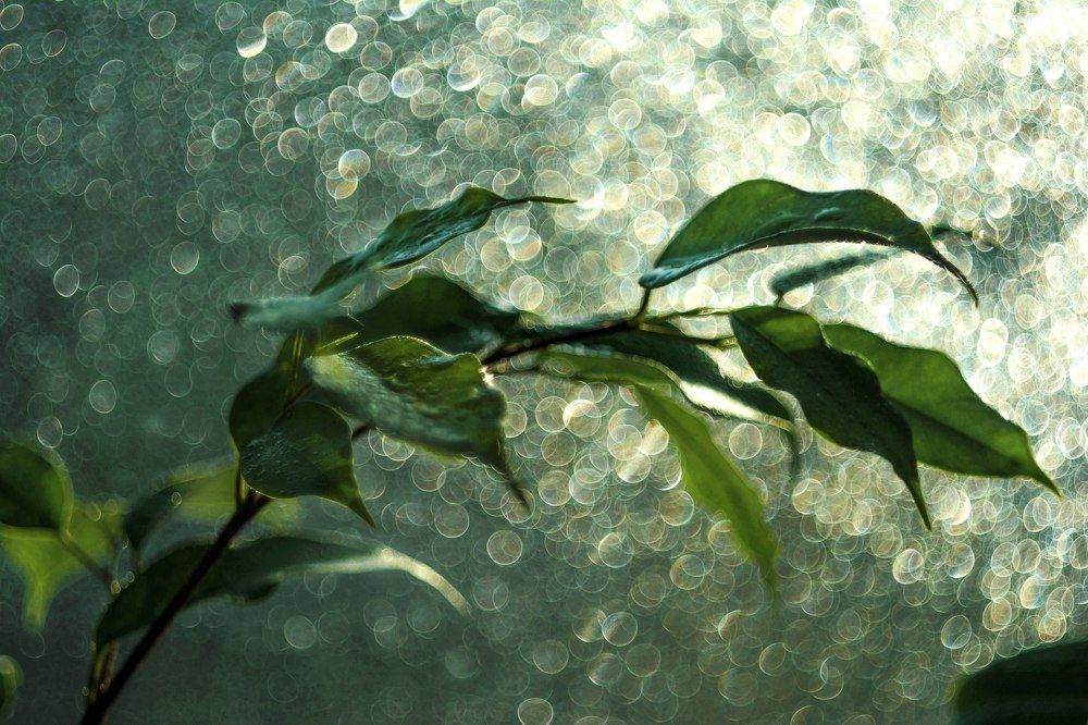 Солнечное боке