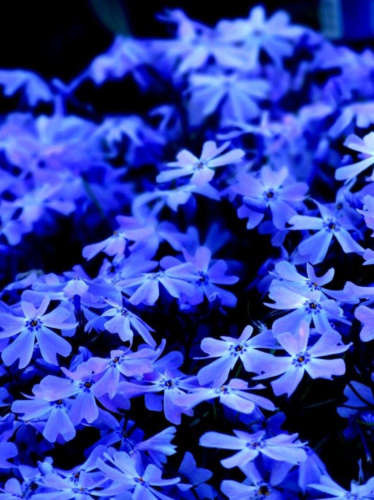 Photograph by Стефанова Татьяна