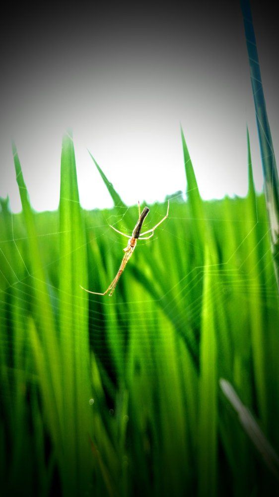 Spider