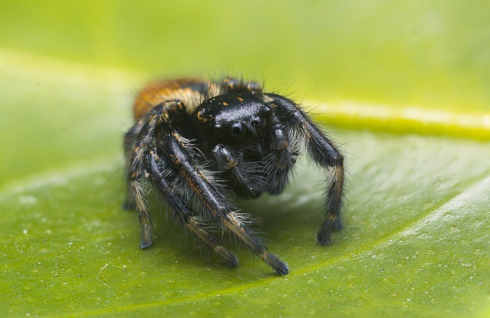 Carrhotus xanthogramma