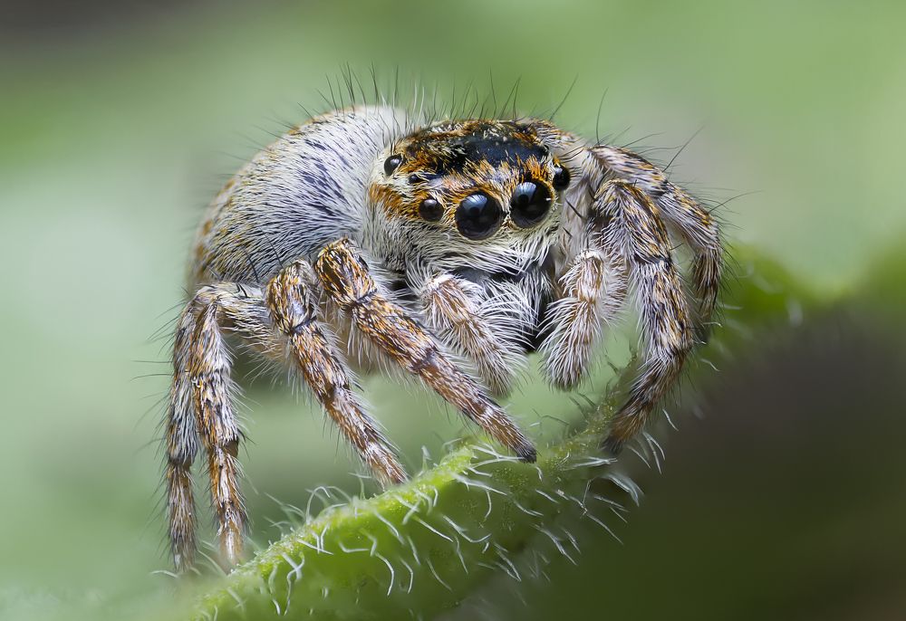 Carrhotus xanthogramma