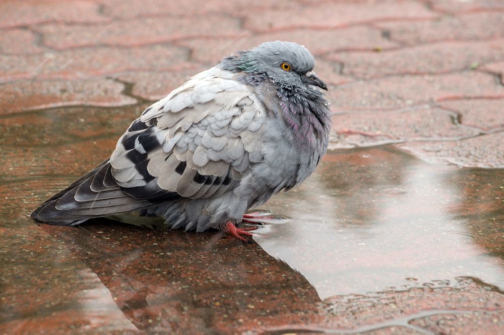 Photograph by Галина