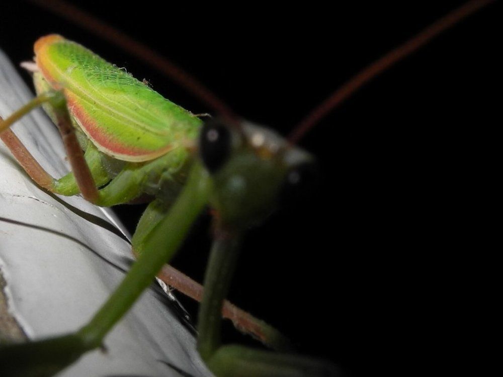 Ах эти черные глаза ... или инопланетяне среди нас