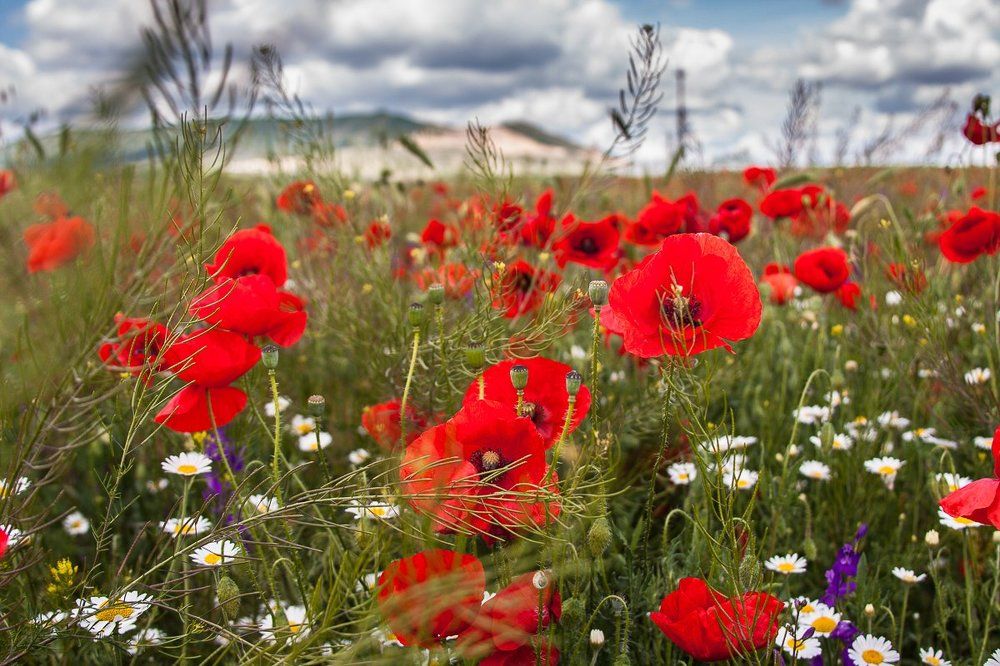 Крымские маки