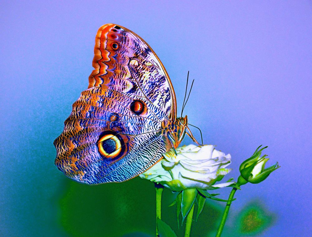 Тропиканка