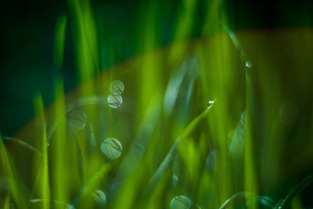 Везде роса блестит