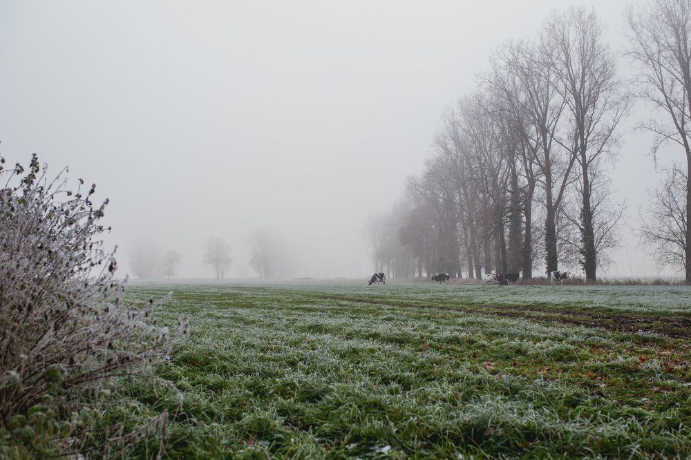 Winter fog