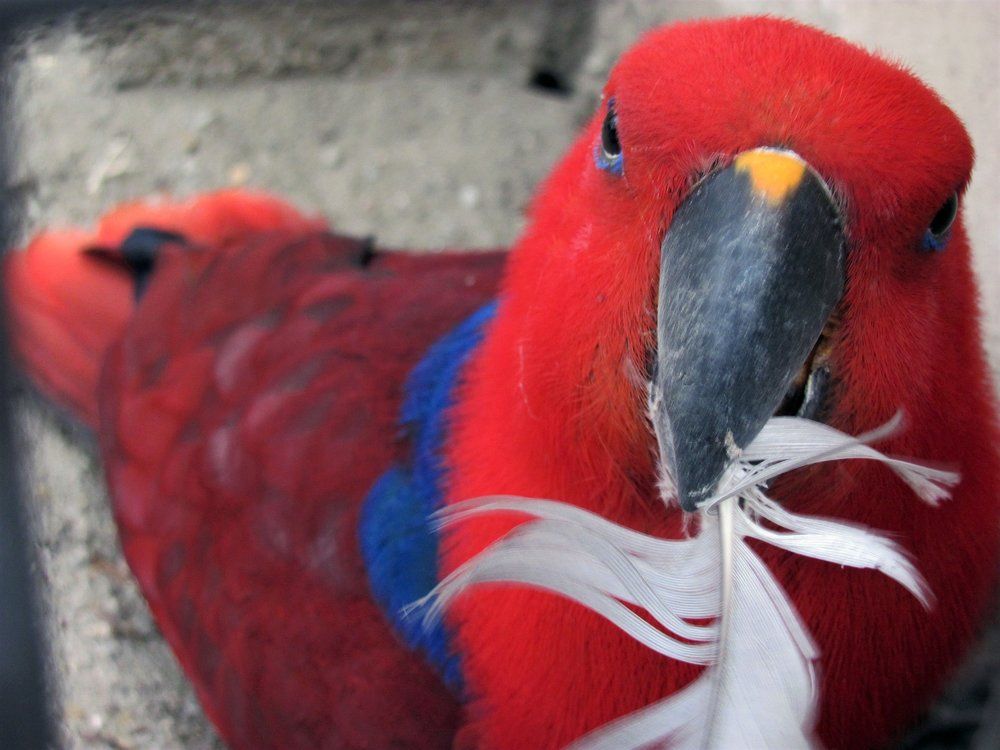 Что - то красное