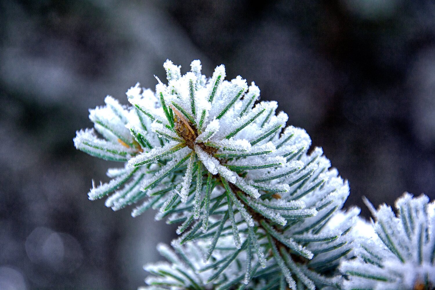 Ice chains