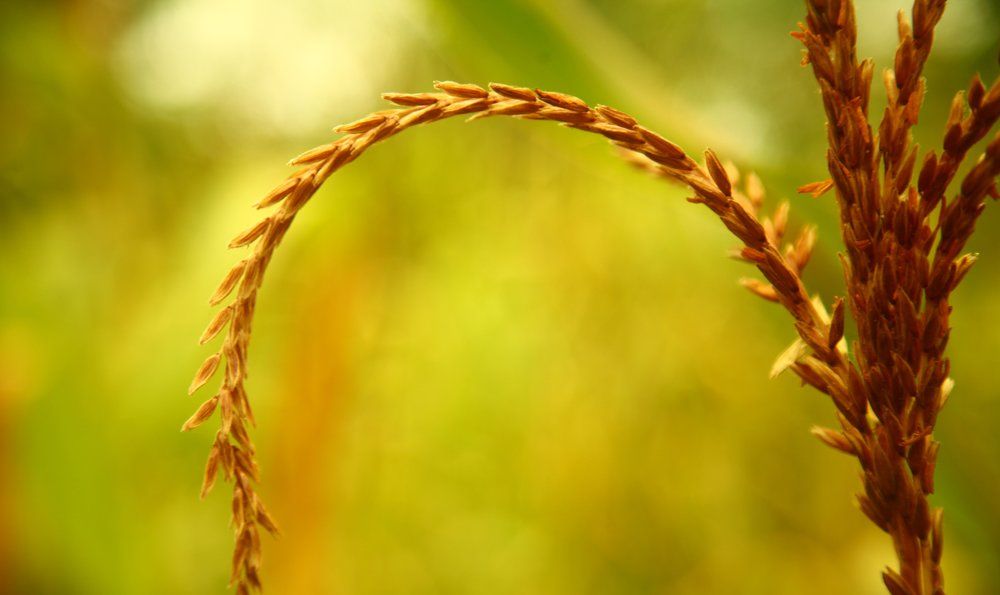 Maize Flowers