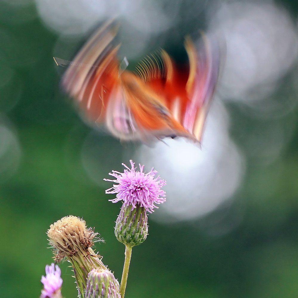 Что-то красное