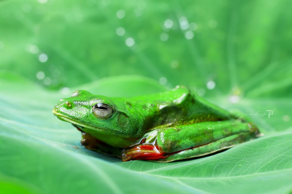 Malabar gliding frog