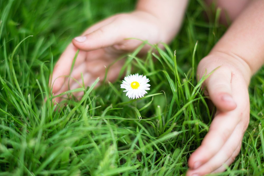 Единственная ромашка на всёй лужайке.