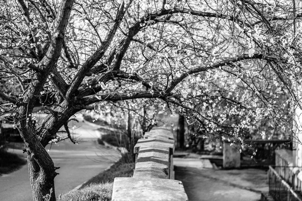 Весна в городе