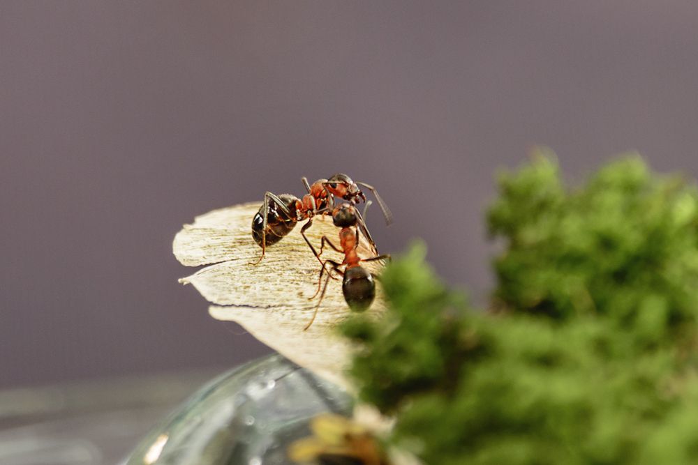 Великая битва