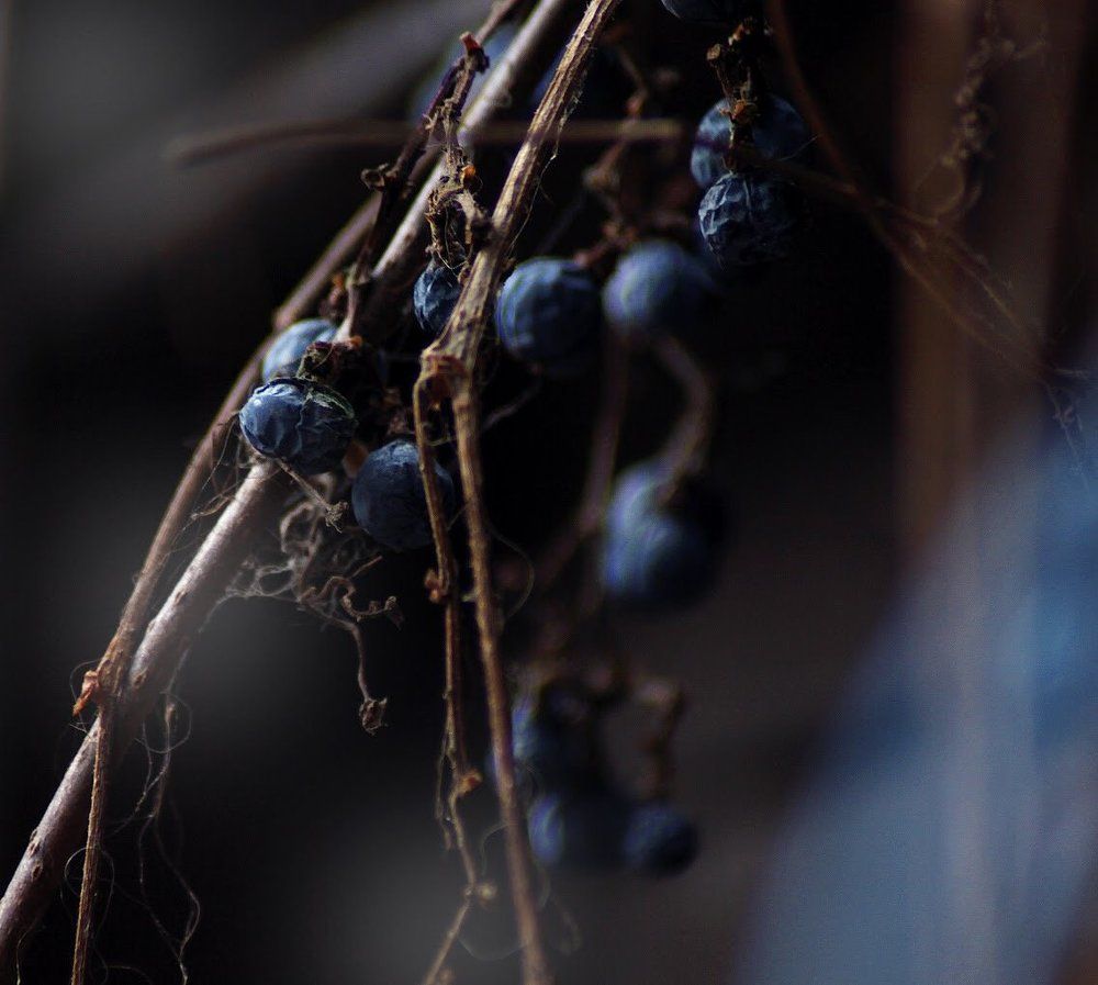 Холодные оттенки зимы