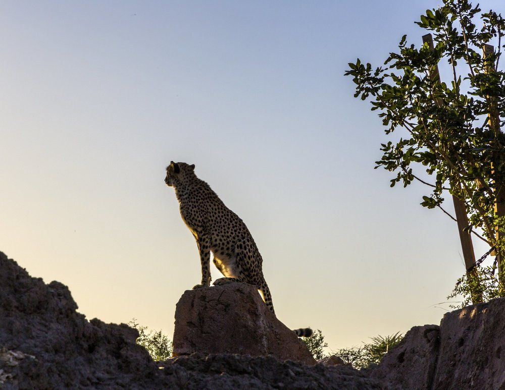 Мечта о свободе