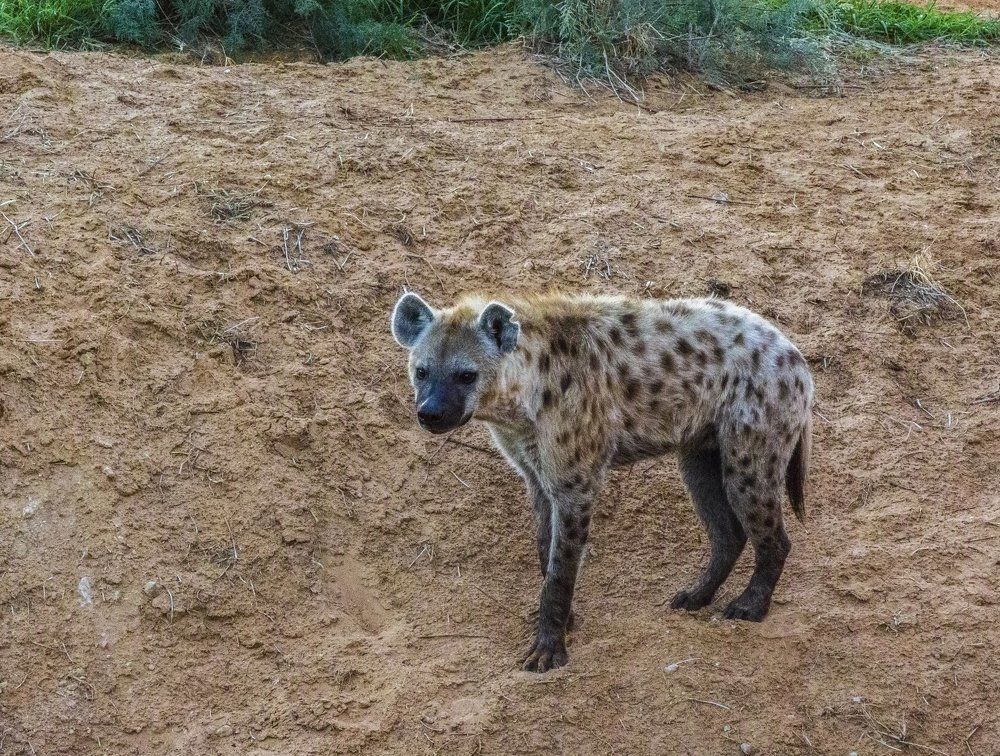 А, ты вкусный?