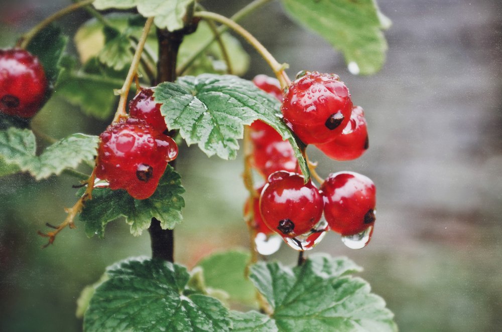 Photograph by Anna Saltykowa