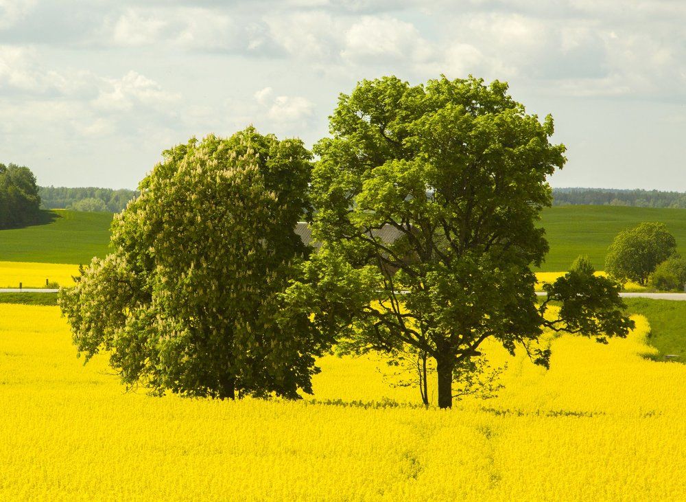 Одинокие деревья