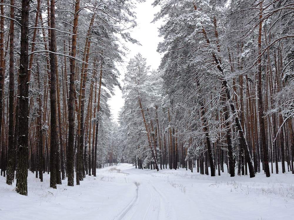 Зимний лес