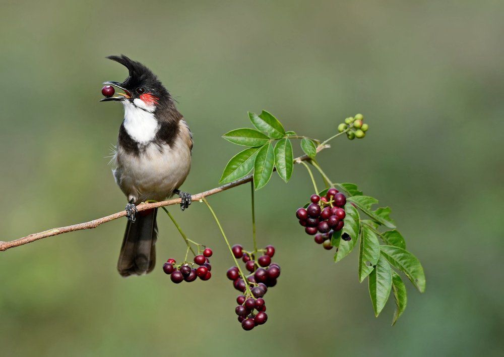 Red Whiskered Bulbul