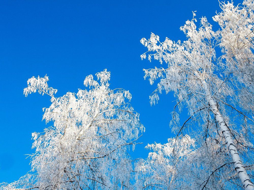 Зимняя тень