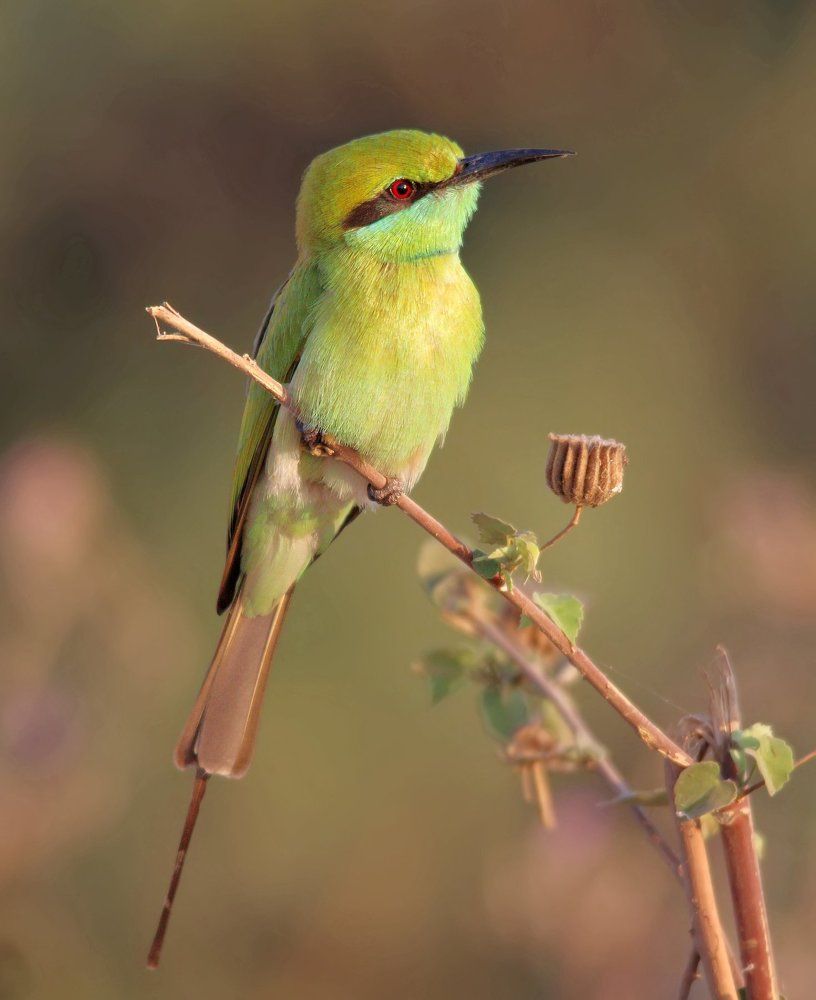 Green bee Eater