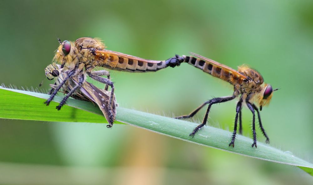 Robberfly mating with kill
