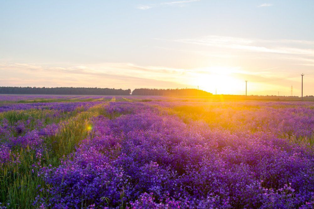 Закат на поле колокольчиков